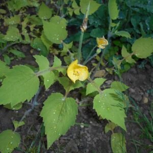 Stylophorum lasiocarpum gele bloemen met groen blad op natuurlijke achtergrond.