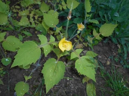 Stylophorum lasiocarpum gele bloemen met groen blad op natuurlijke achtergrond.
