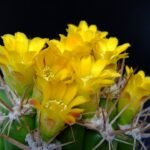 Kleine bolvormige cactus met wollige bedekking en gele bloemen.