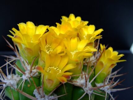 Kleine bolvormige cactus met wollige bedekking en gele bloemen.
