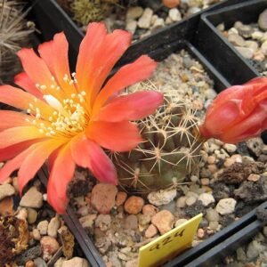 Gele bloemknoppen van Weingartia juckeri cactus in bloei.