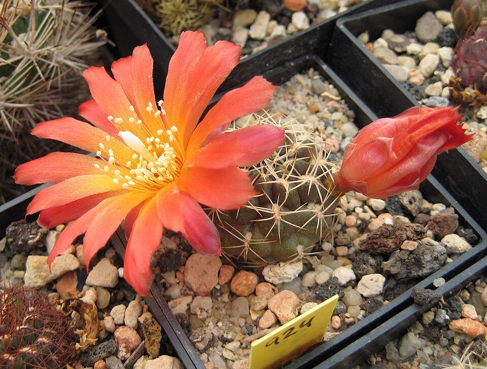 Gele bloemknoppen van Weingartia juckeri cactus in bloei.