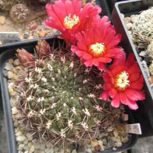 Weingartia purpurea cactus met levendige paarse bloemen in bloei.