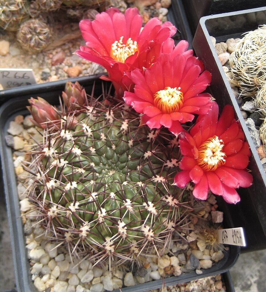 Weingartia purpurea cactus met levendige paarse bloemen in bloei.