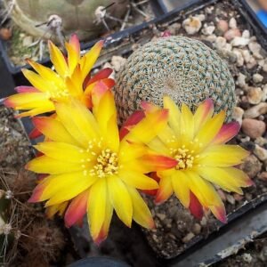 Bloeiende Weingartia heliosoides cactus in fel oranje kleur.