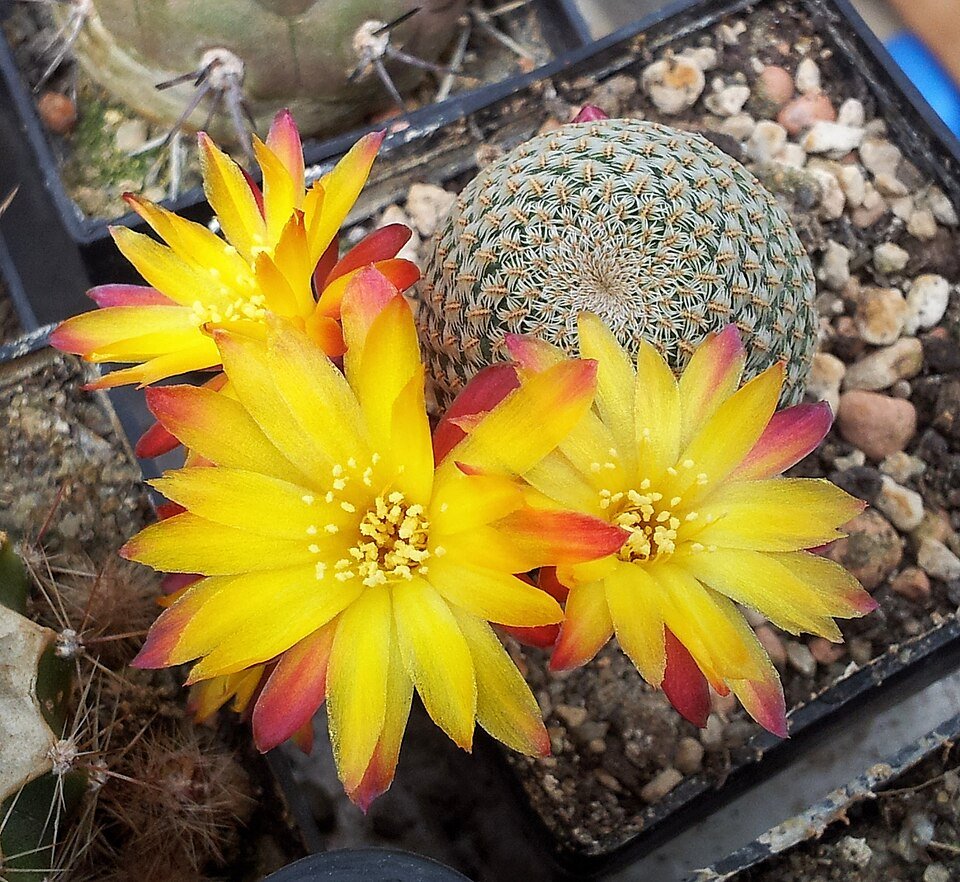 Bloeiende Weingartia heliosoides cactus in fel oranje kleur.