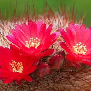 Kleine ronde cactus met heldergele bloem en groene stekels.