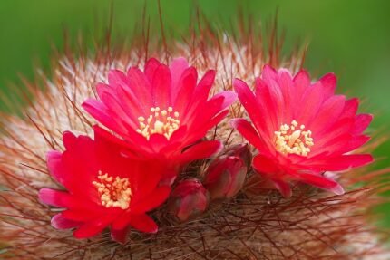 Kleine ronde cactus met heldergele bloem en groene stekels.