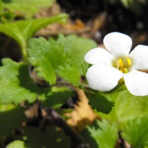 Bacopa (sutera) plant met sneeuwvlokbladeren.