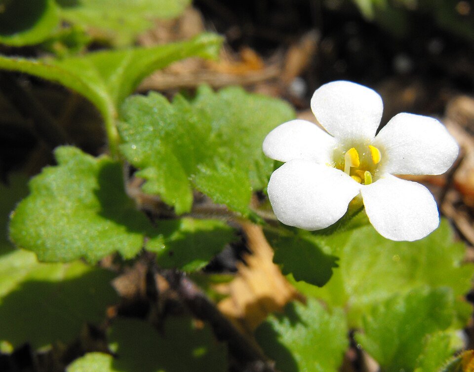 Bacopa (sutera) plant met sneeuwvlokbladeren.