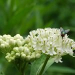 Rode zijdeplant met groene bladeren in halfschaduw tot schaduw.