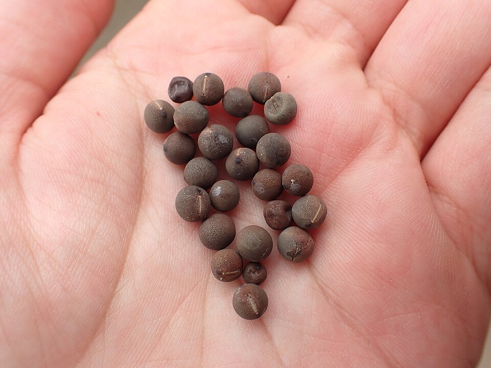 Zaden van de Sweet Pea Erewhon, paars met witte bloemen