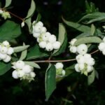 Symphoricarpos albus struik met witte bessen in de winter