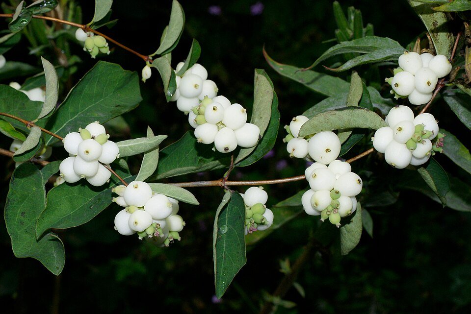 Symphoricarpos albus struik met witte bessen in de winter