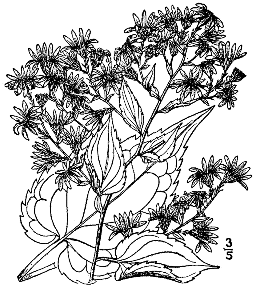 Symphyotrichum 'Little Carlow' bloeiende plant met paarse bloemen en groen blad.