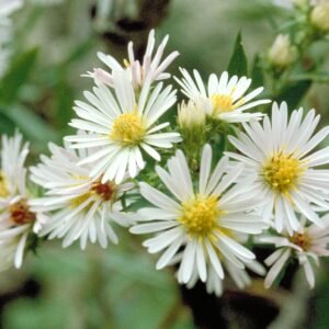 Aster bloemen in witte en roze tinten op een afbeelding.