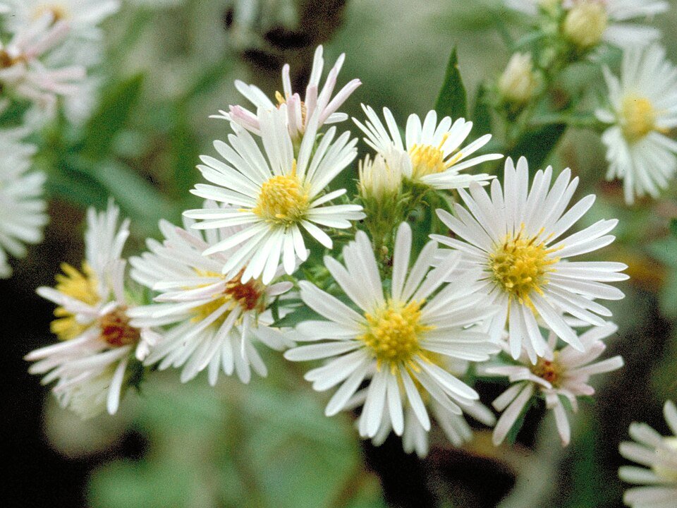 Aster bloemen in witte en roze tinten op een afbeelding.