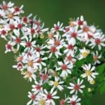 Symphyotrichum lateriflorum met witte bloemen en groene bladeren.