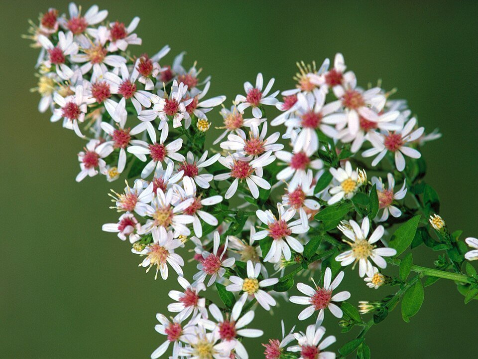Symphyotrichum lateriflorum met witte bloemen en groene bladeren.