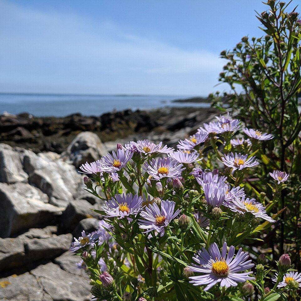 Aster novi-belgii bloemen in paarse tinten.