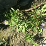 Symphyotrichum novi-belgii plant met paarse bloemen en groene bladeren.