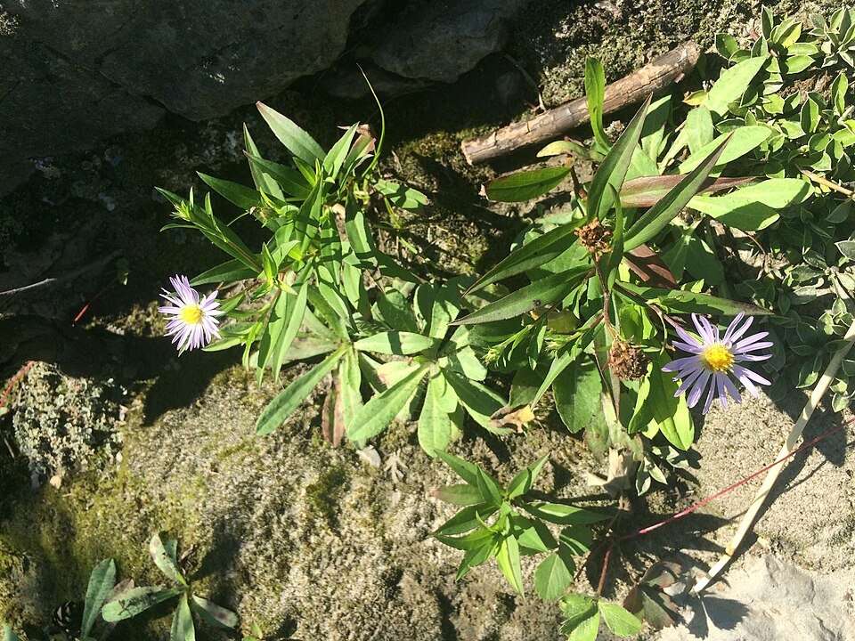 Symphyotrichum novi-belgii plant met paarse bloemen en groene bladeren.