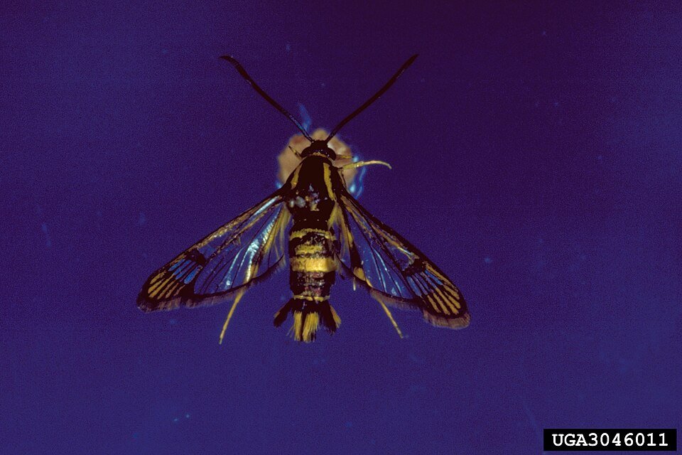 Donkerbruine vlinder met oranje vlekken op vleugels, Synanthedon scitula.