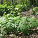 Syneilesis palmata plant met diep gelobde handvormige bladeren in natuurlijke tuinsetting.