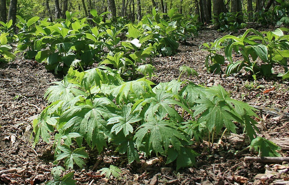 Syneilesis palmata plant met diep gelobde handvormige bladeren in natuurlijke tuinsetting.