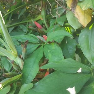 Groen blad van de Syngonium podophyllum plant met witte vlekken.