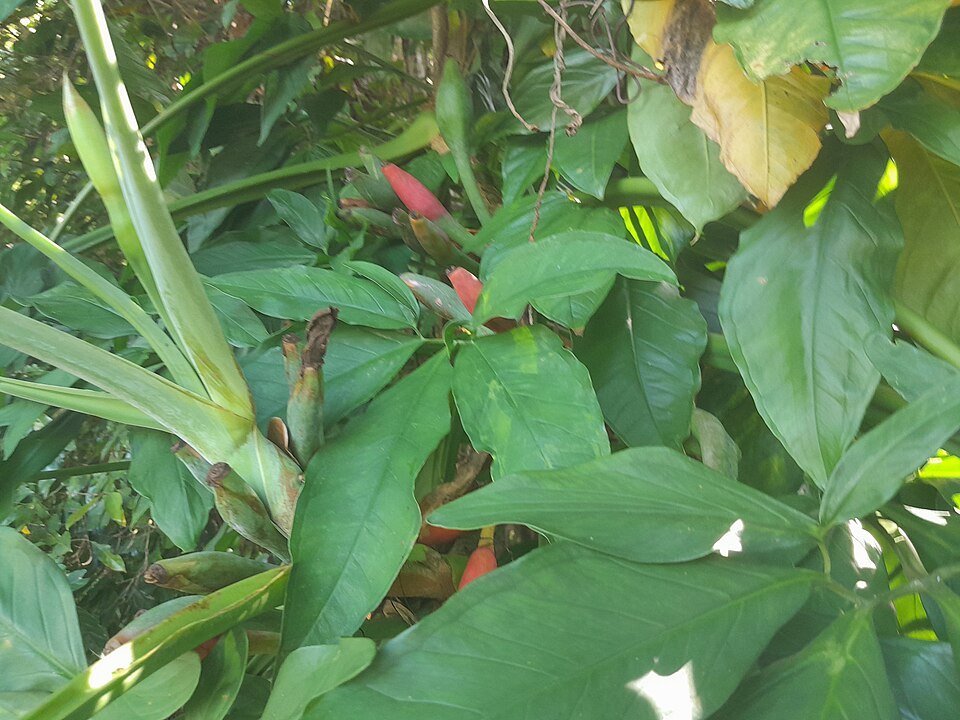 Groen blad van de Syngonium podophyllum plant met witte vlekken.