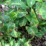 Syngonium plant with bacterial leaf blight symptoms.