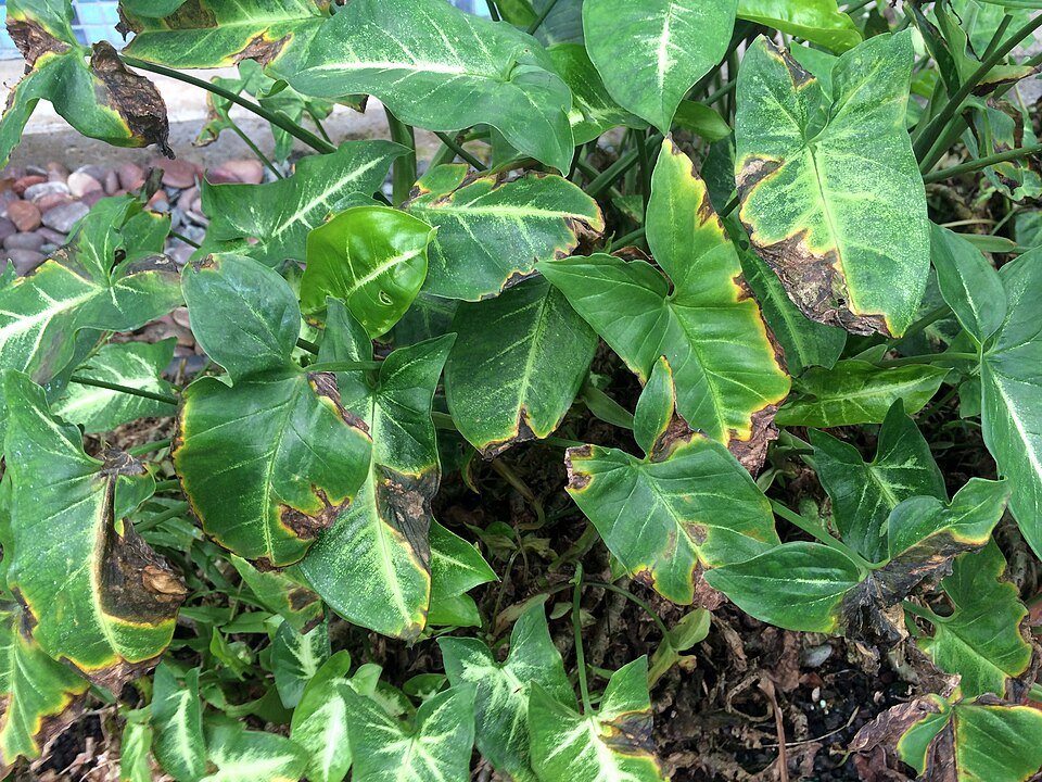 Syngonium plant with bacterial leaf blight symptoms.
