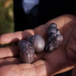 Prosopis farcta boom met groene bladeren in olijfgaard in Koje, Irak.
