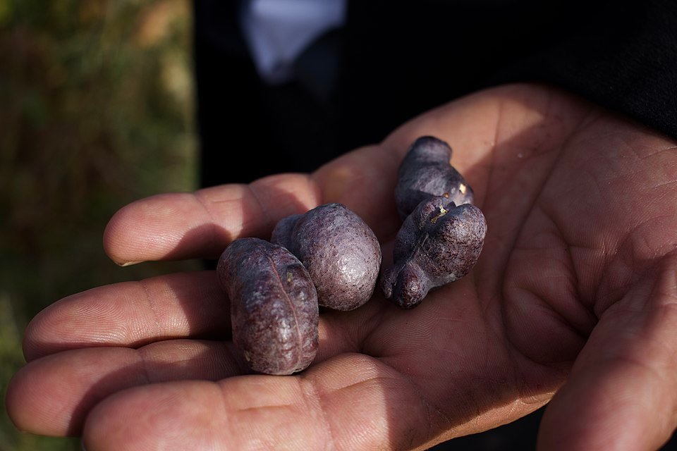Prosopis farcta boom met groene bladeren in olijfgaard in Koje, Irak.