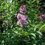Bloeiende Syringa josikaea struik met paarse bloemen.
