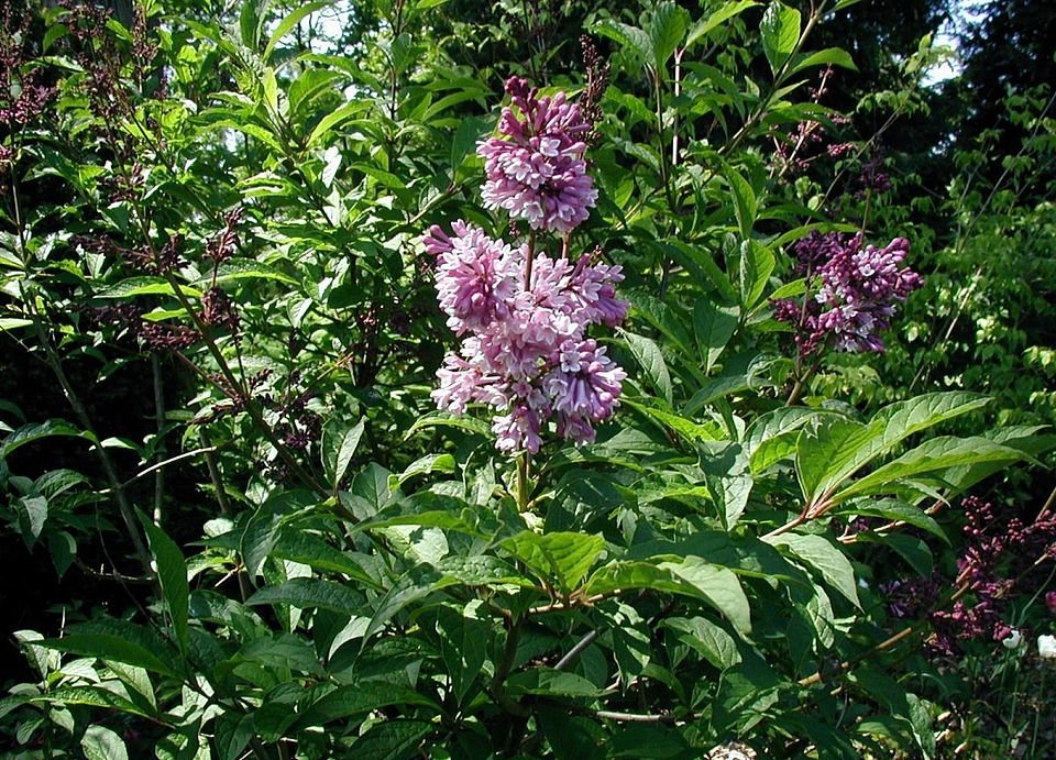 Bloeiende Syringa josikaea struik met paarse bloemen.