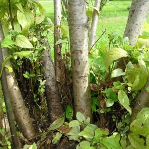 Close-up van Phytoplasma fraxini op Syringa Minuet met heksenbezem.