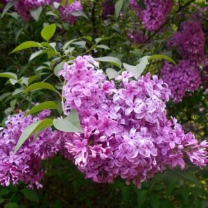Paarse Chinese sering bloemen in close-up.