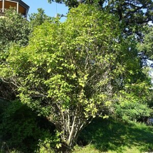 Paarse bloemen van Syringa komarowii in Bergianska Garden, Stockholm, Zweden.