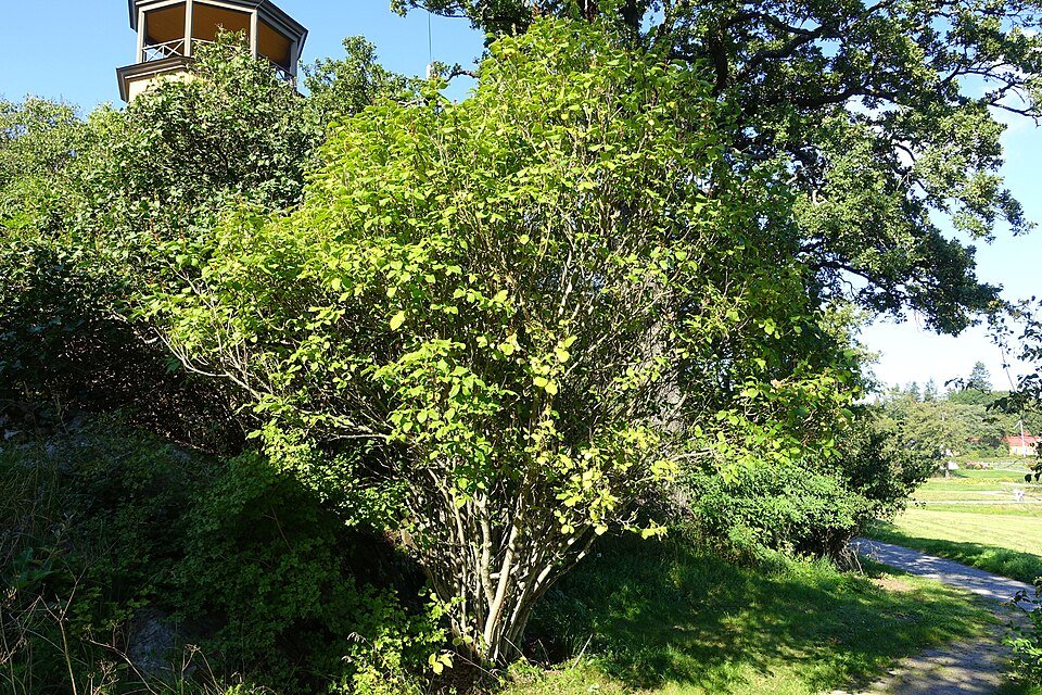 Paarse bloemen van Syringa komarowii in Bergianska Garden, Stockholm, Zweden.