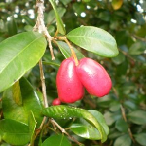 Syzygium australe fruit op een witte achtergrond.