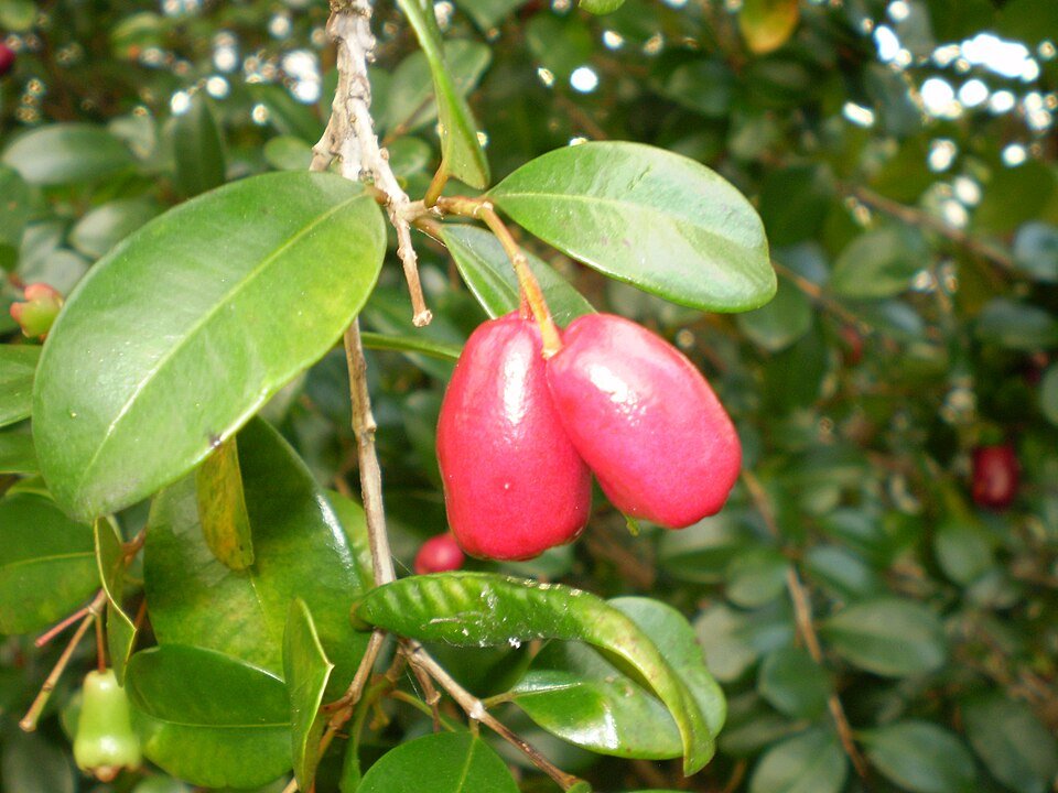 Syzygium australe fruit op een witte achtergrond.