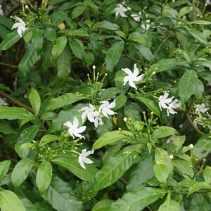 Witte bloemen van de Tabernaemontana divaricata plant.