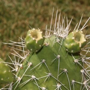 Tacinga werneri cactus met groene stengels en gele bloemen in pot.
