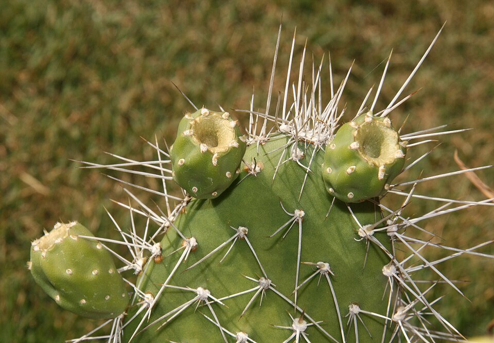 Tacinga werneri cactus met groene stengels en gele bloemen in pot.