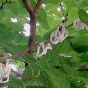 Takahashia japonica plant met groene bladeren en rode bloemen.