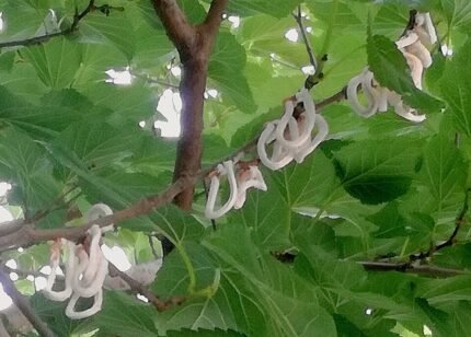 Takahashia japonica plant met groene bladeren en rode bloemen.