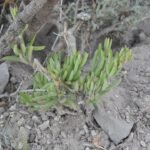 Talinopsis frutescens bloeiende plant met groen blad en heldere bloemen.