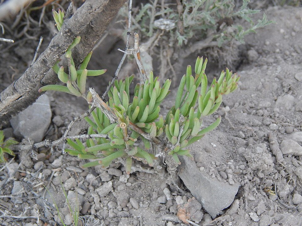Talinopsis frutescens bloeiende plant met groen blad en heldere bloemen.